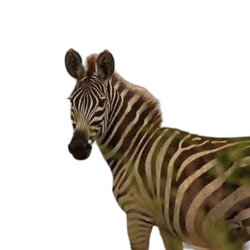 animal, creature, 3d render, concept art transparent PNG cut-out