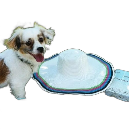 food, hat, animal, 3d render transparent PNG cut-out