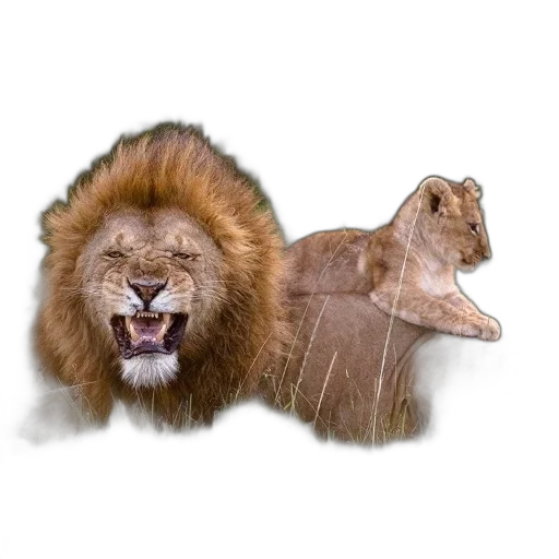 animal, crown, creature, hair transparent PNG cut-out