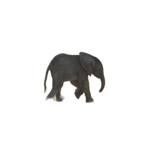 animal, creature, staff, hat transparent PNG cut-out