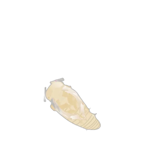 shoes, bottle, hair, crown transparent PNG cut-out