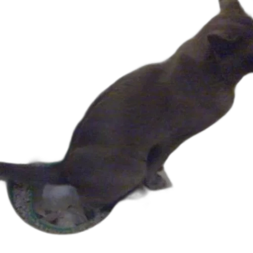 animal, staff, creature, hat transparent PNG cut-out