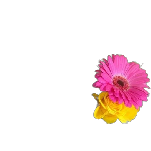 flower, jewelry, crown, dress transparent PNG cut-out