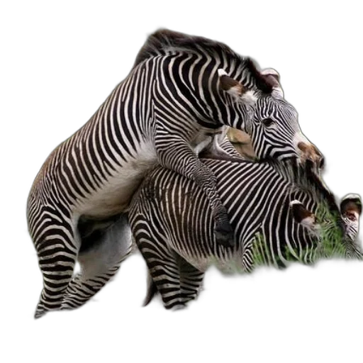 animal, creature, photorealistic, concept art transparent PNG cut-out