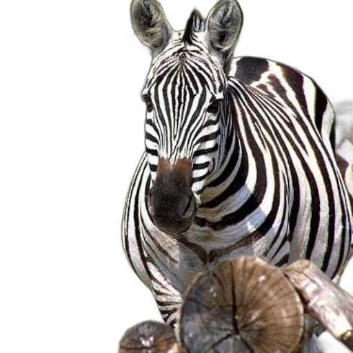 animal, creature, jewelry, staff transparent PNG cut-out
