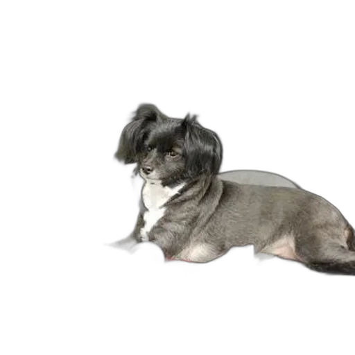 animal, hair, creature, staff transparent PNG cut-out