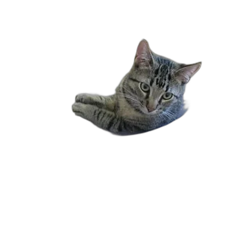 animal, staff, creature, hat transparent PNG cut-out
