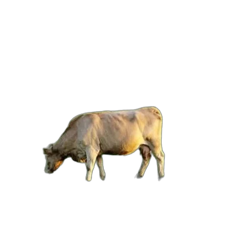 animal, creature, food, jewelry transparent PNG cut-out