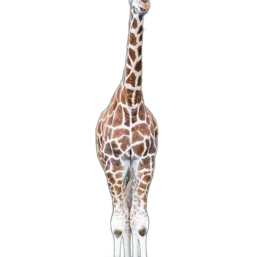 animal, creature, staff, shoes transparent PNG cut-out