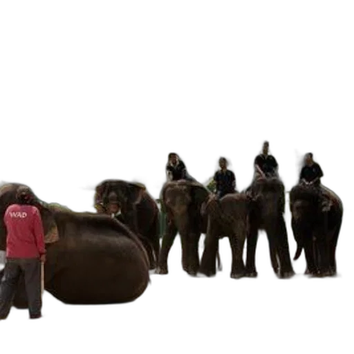 staff, animal, creature, furniture transparent PNG cut-out