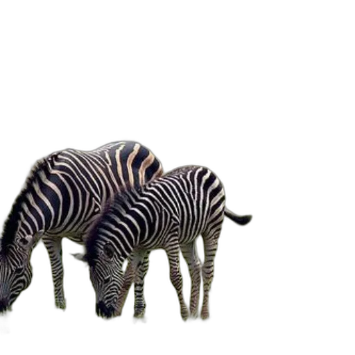 animal, creature, hat, furniture transparent PNG cut-out