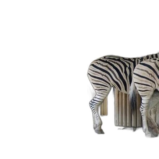 animal, furniture, creature, bottle transparent PNG cut-out