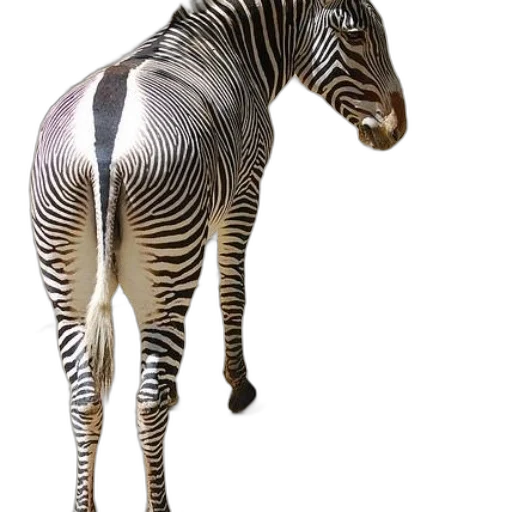animal, creature, staff, jewelry transparent PNG cut-out