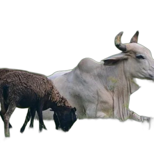 animal, creature, weapon, staff transparent PNG cut-out
