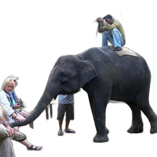 animal, staff, creature, umbrella transparent PNG cut-out