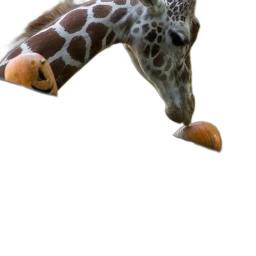 animal, creature, staff, shoes transparent PNG cut-out