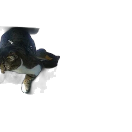 animal, hat, creature, umbrella transparent PNG cut-out