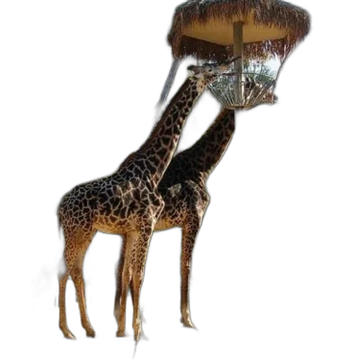 animal, creature, hat, staff transparent PNG cut-out