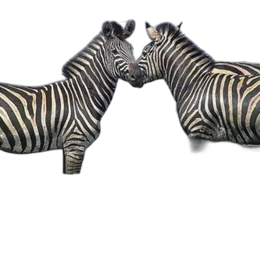 animal, shoes, jewelry, furniture transparent PNG cut-out