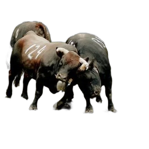 animal, 3d render, photorealistic, concept art transparent PNG cut-out
