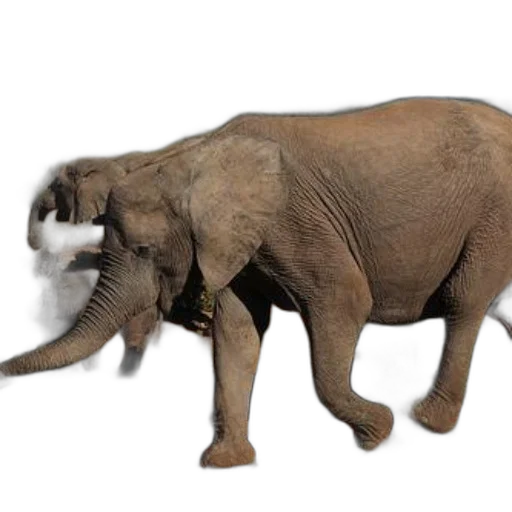 animal, creature, weapon, staff transparent PNG cut-out