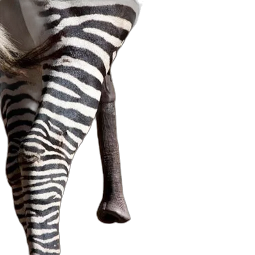 shoes, animal, staff, umbrella transparent PNG cut-out