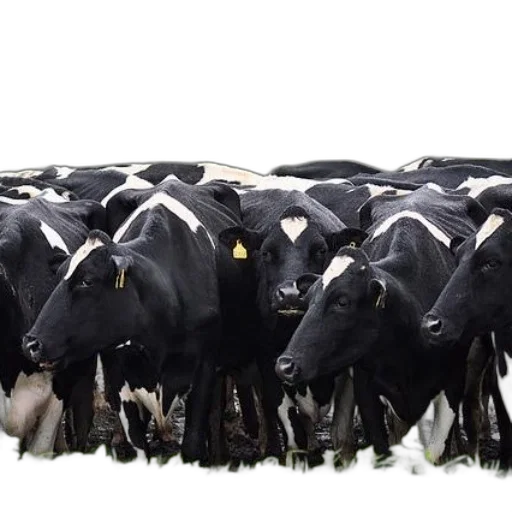animal, herd, black, white transparent PNG cut-out