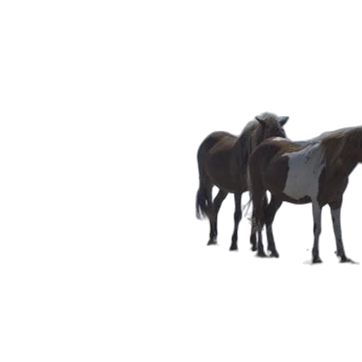 animal, creature, furniture, weapon transparent PNG cut-out