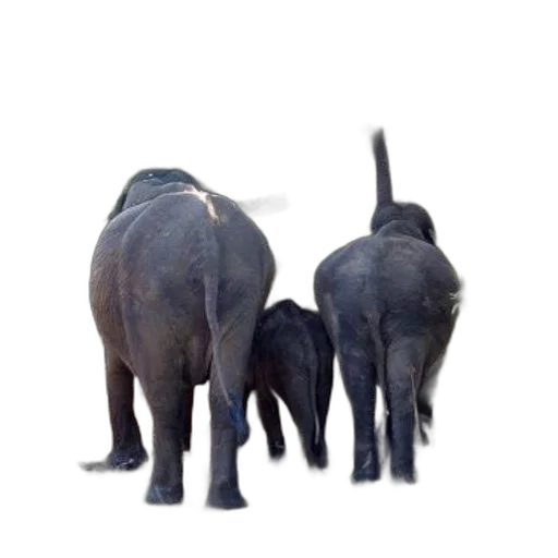 animal, staff, creature, weapon transparent PNG cut-out