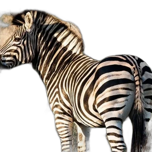 animal, creature, weapon, photorealistic transparent PNG cut-out