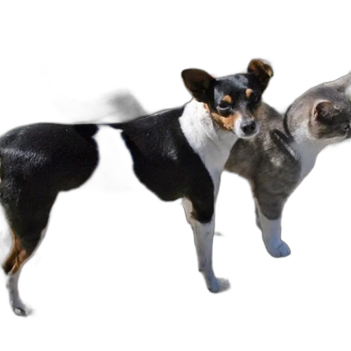 animal, creature, 3d render, photorealistic transparent PNG cut-out