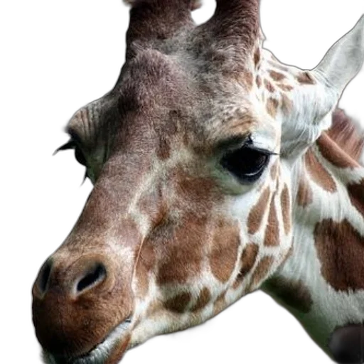 animal, creature, face, photorealistic transparent PNG cut-out