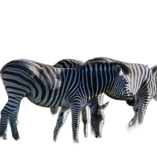 animal, creature, furniture, jewelry transparent PNG cut-out