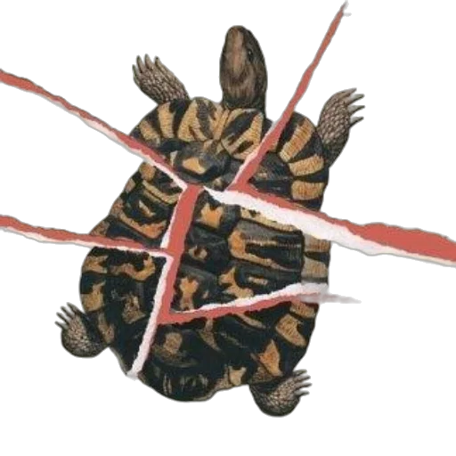 animal, jewelry, weapon, food transparent PNG cut-out