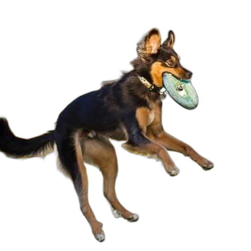 mask, staff, animal, creature transparent PNG cut-out