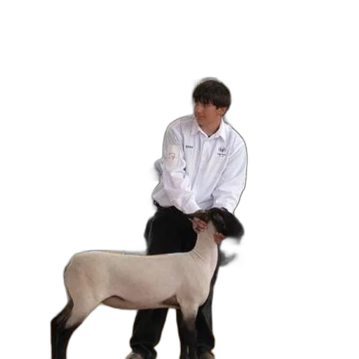 staff, animal, creature, jacket transparent PNG cut-out