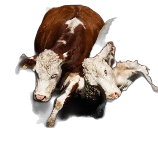 animal, photorealistic, concept art, two transparent PNG cut-out