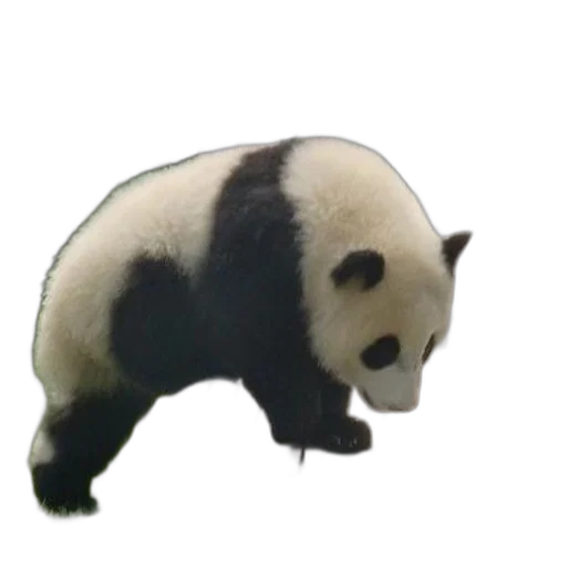 animal, staff, creature, food transparent PNG cut-out