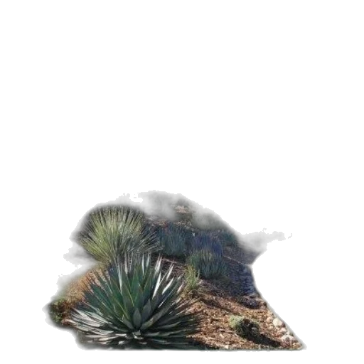 hat, hair, animal, dragon transparent PNG cut-out