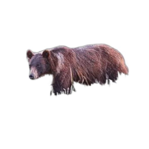 animal, creature, staff, hair transparent PNG cut-out