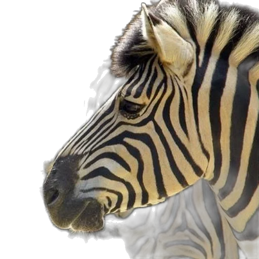 animal, creature, photorealistic, 3d render transparent PNG cut-out
