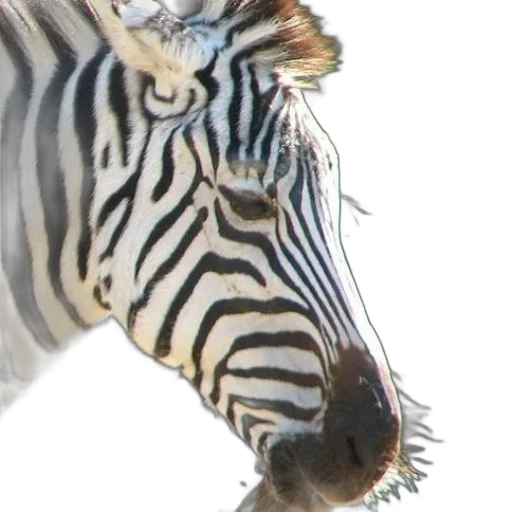 animal, creature, face, crown transparent PNG cut-out