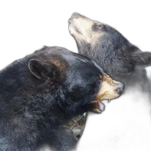 animal, two, black, bears transparent PNG cut-out