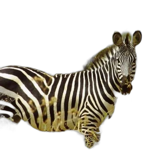 animal, creature, jewelry, staff transparent PNG cut-out