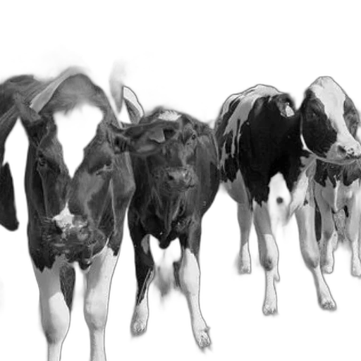 animal, mask, photorealistic, concept art transparent PNG cut-out