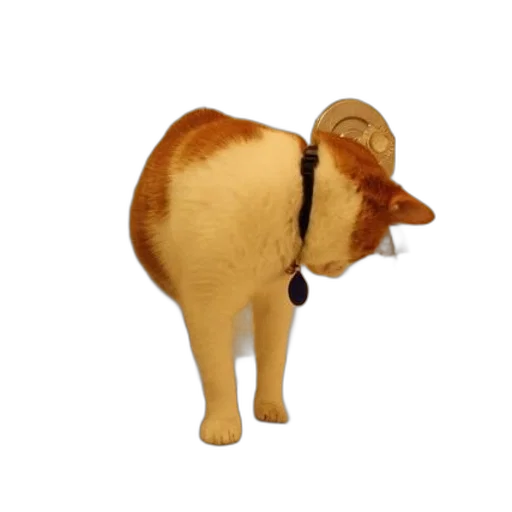 hat, animal, staff, food transparent PNG cut-out