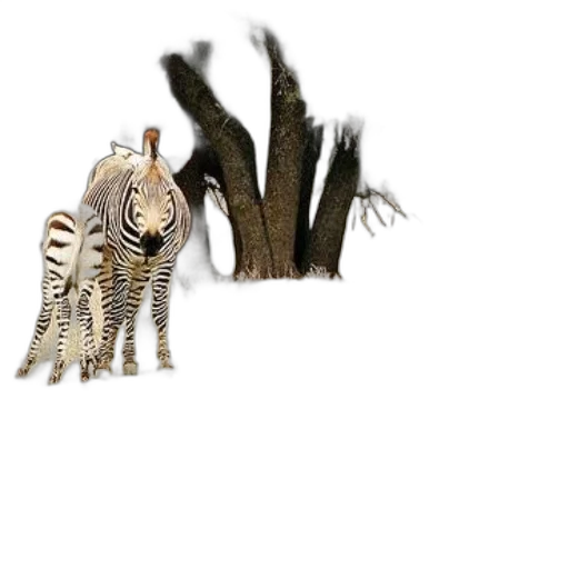 creature, jewelry, animal, hair transparent PNG cut-out