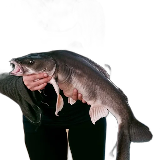 animal, creature, staff, food transparent PNG cut-out