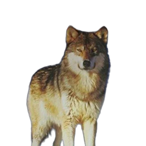 animal, staff, creature, jewelry transparent PNG cut-out