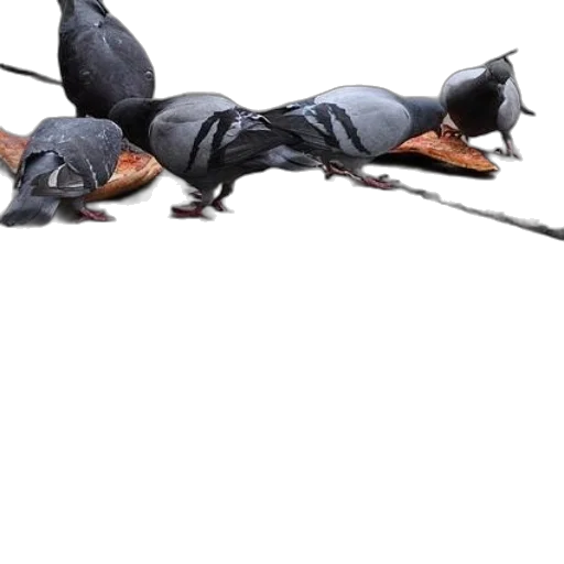 animal, umbrella, dragon, staff transparent PNG cut-out